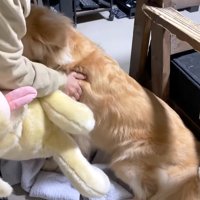 嬉しさが溢れ出すジョイくん