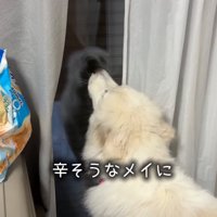 窓に向かって吠える犬