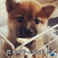 サークルから顔を覗かせる子犬
