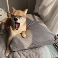 あくび