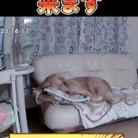 ソファで就寝中