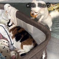 赤ちゃんが泣いた時のニコちゃん7