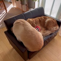 体を密着させて座る2匹の犬