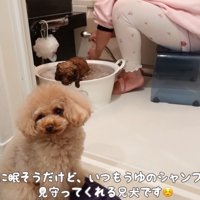 うゆちゃんのシャンプー中の出来事9