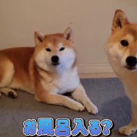柴犬をお風呂に誘ったら