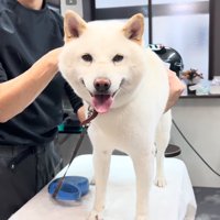 トリミング台の上でカメラを見つめる犬
