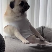 ゆったりと座る犬