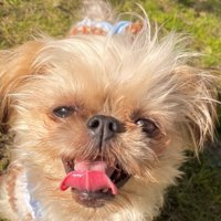 8か月後のわっふちゃん1