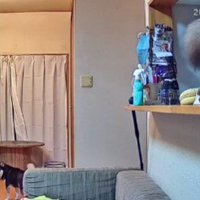 カウンターから尻尾！？