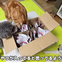 残念、洗剤でした！！