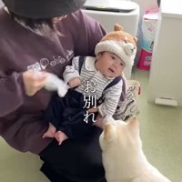 おまめちゃんと赤ちゃんの別れ