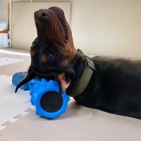 ローラーを枕にしてゴロゴロ…