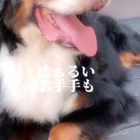 本物のカイちゃんとそっくり！