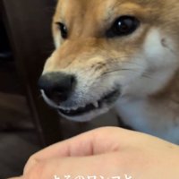 ムキ顔のポン太くん