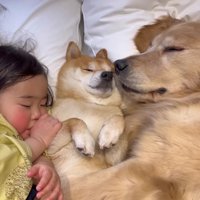 並んでスヤスヤ…