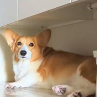 シャンプーを拒否する中型犬
