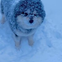 龍之介くんの雪遊び7