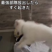 「朝だよ！起きて～！！」