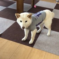 ノンくんに服を着せたら…