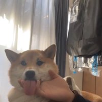 アゴの下を撫でられながら舌をベロンと出す柴犬