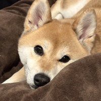 あざとい