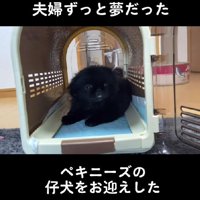 ペキニーズの子犬をお迎え