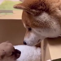 子犬を家族に迎えた