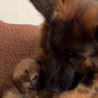子煩悩なニコちゃんと♡