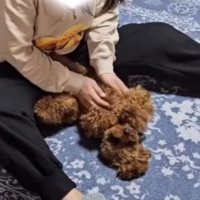 笑顔で家族に視線を向ける犬