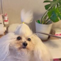 はさみが近づく糸ちゃん