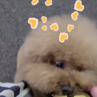 焼き芋に夢中な犬