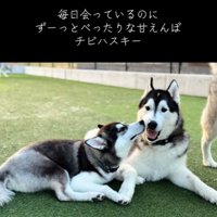 お父さん犬にベッタリ♡