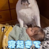 寝ぼけながら遠くを見つめる犬