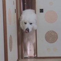「雪が全然降らないんだけど…」