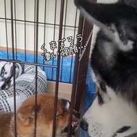 くまごろう君を見るごま君