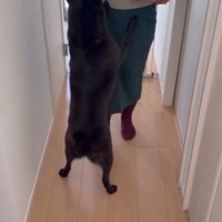 リビングに向かう飼い主の足に前足をかける犬