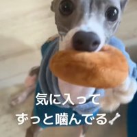 おもちゃで遊ぶうみちゃん