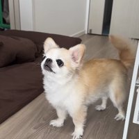 フローリングに立つチワワとペキニーズのミックス犬