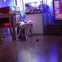 椅子の脚カバーを取り合う姉妹犬