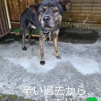 飼い主を待ち続けていました