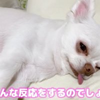 コハクくんの舌を掴んだら？2