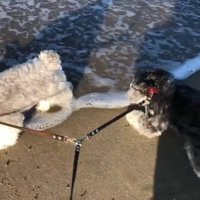 波にビビるジジちゃん
