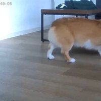 お留守番中のポムちゃん5