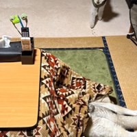 コタツが特等席！！