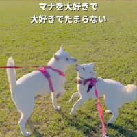 マナちゃんの現在までの軌跡7