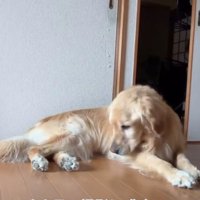 俯く犬