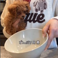 丼と犬