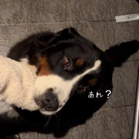 撫でてほしいララちゃん