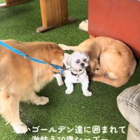 大型犬に囲まれたしろ君6