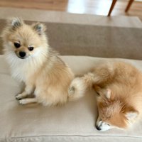遊んでほしい弟犬と眠る兄犬